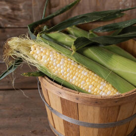 Latte, (F1) Corn Seed